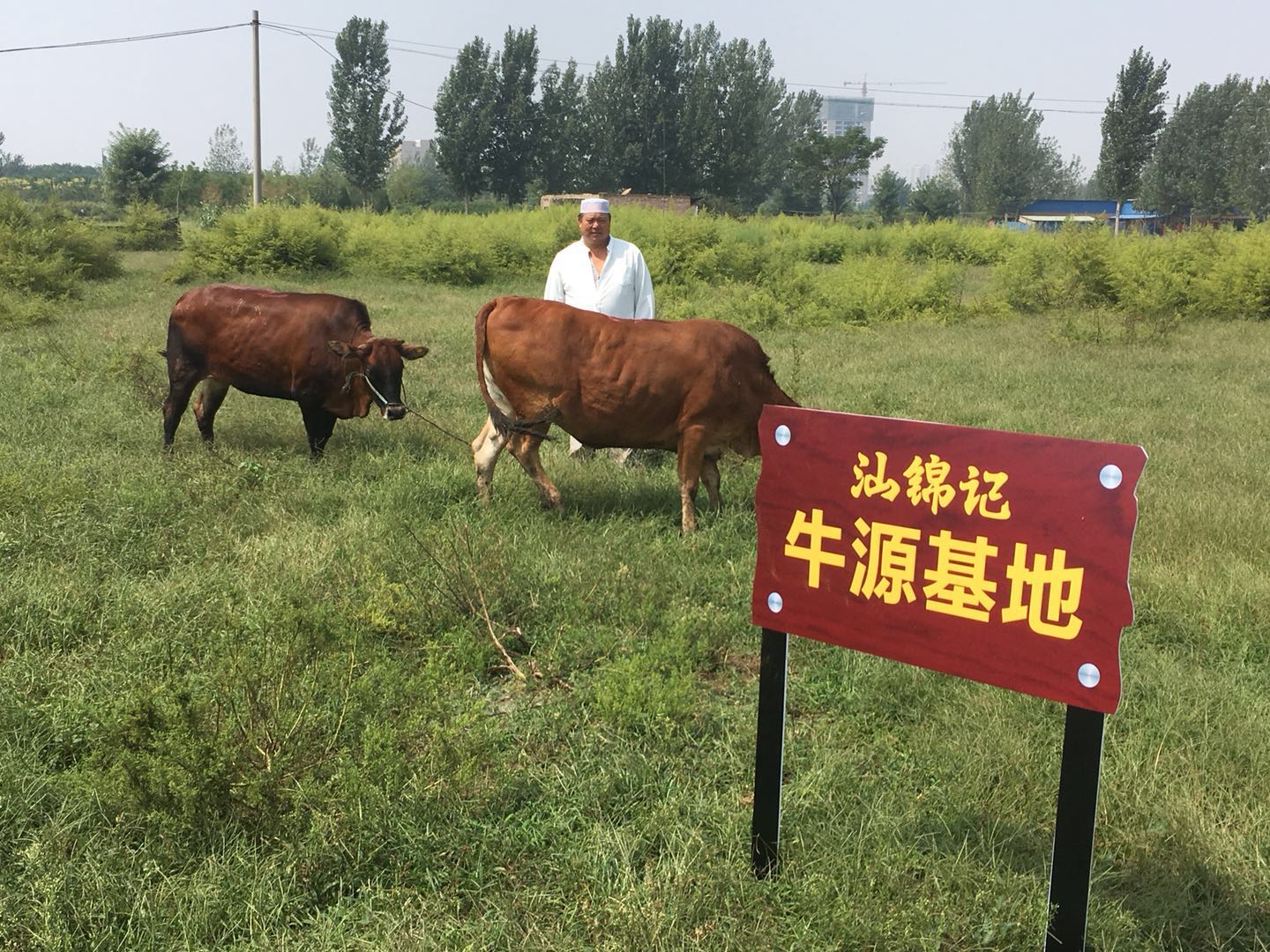 汕锦记牛源基地